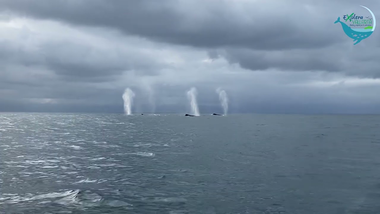 The wonderful world of humpback whales in Banderas Bay, Mexico. | Explora Vallarta