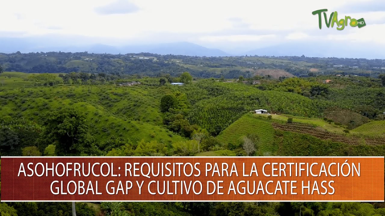 Asohofrucol: Requisitos para la certificacion Global GAP y cultivo de Aguacate Hass - TvAgro