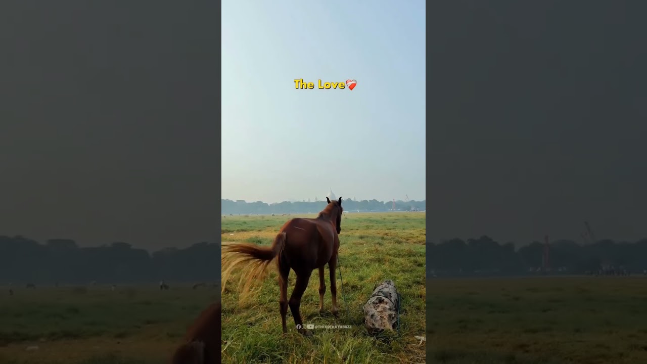 Kolkata The Love ❤️📌Follow @thekolkatabuzz #kolkata #thecityofjoy #thelove