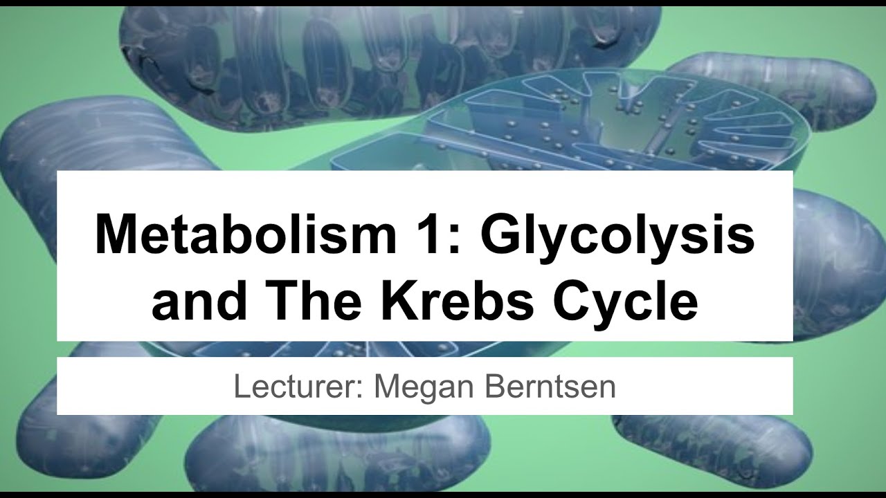 MCAT Question-Based Review Week 3: Metabolism 1 (Glycolysis and Krebs Cycle)