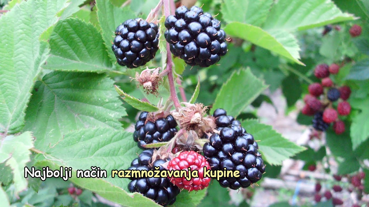 Najbolji način razmnožavanja kupine