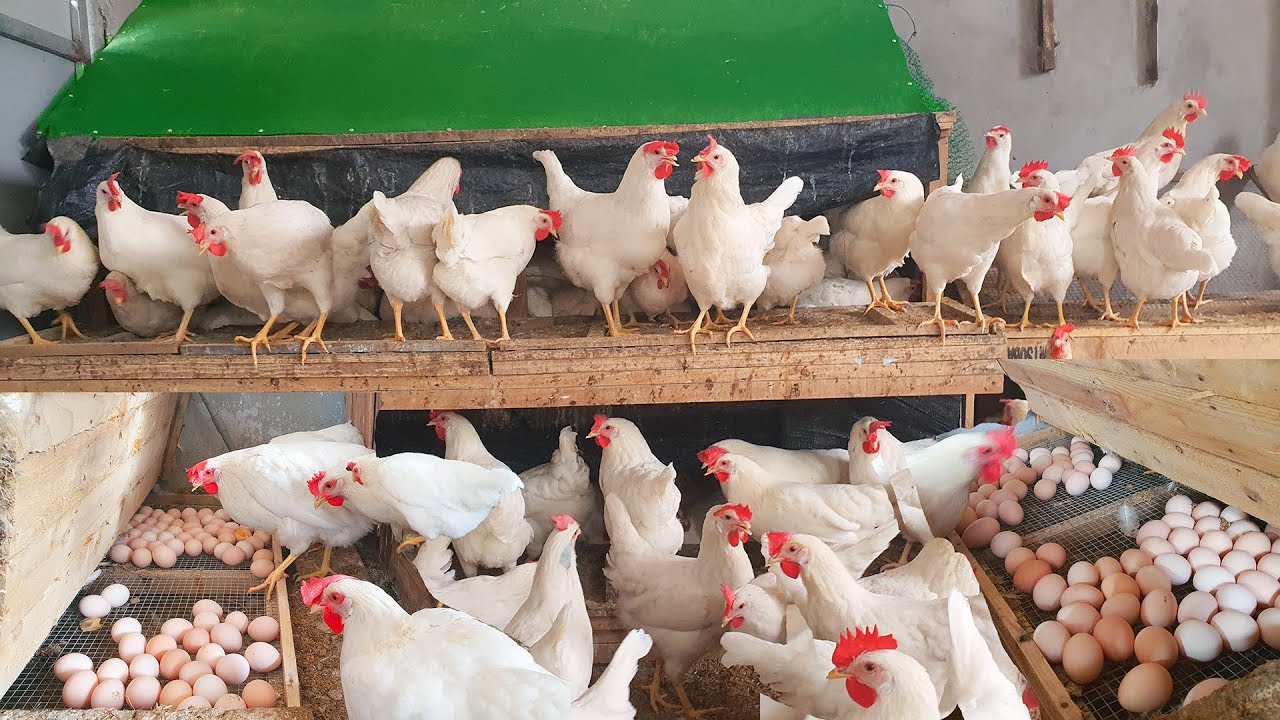 FULL VIDEO: 180 Days Raise Chicken For Eggs - Chicken Farm - Poultry Farming