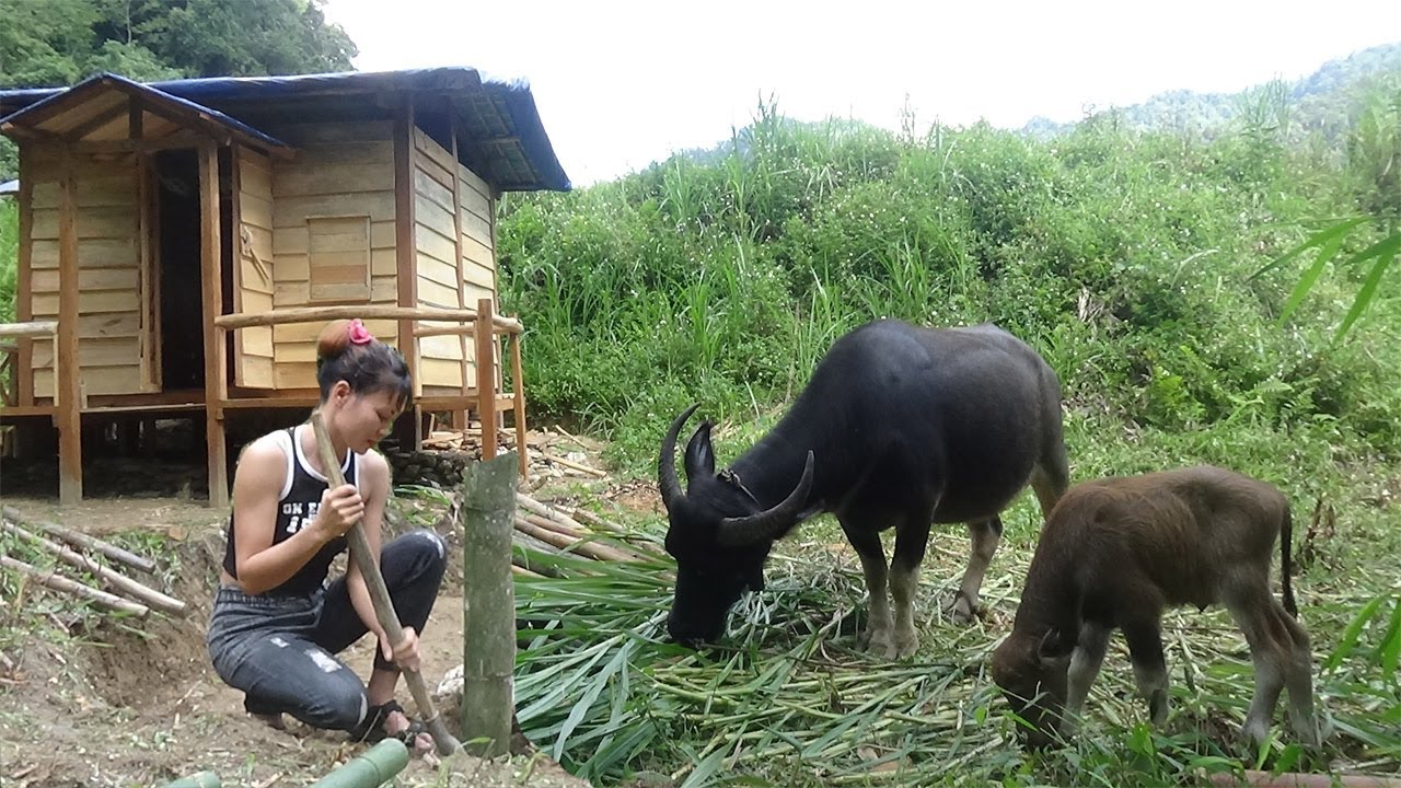 How to build house for buffalo - Green forest life, farm life, free bushcraft