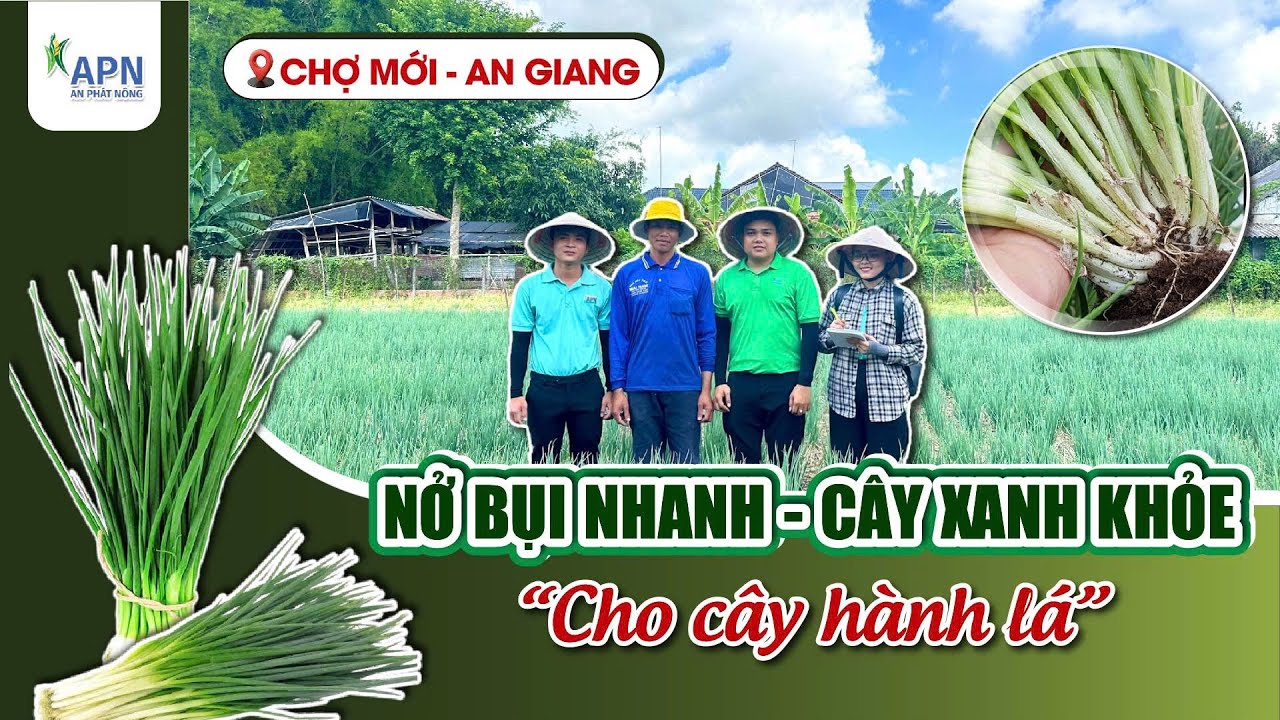 APN - KÍCH CHỒI, NỞ BỤI CHO HÀNH LÁ TẠI CHỢ MỚI – AN GIANG