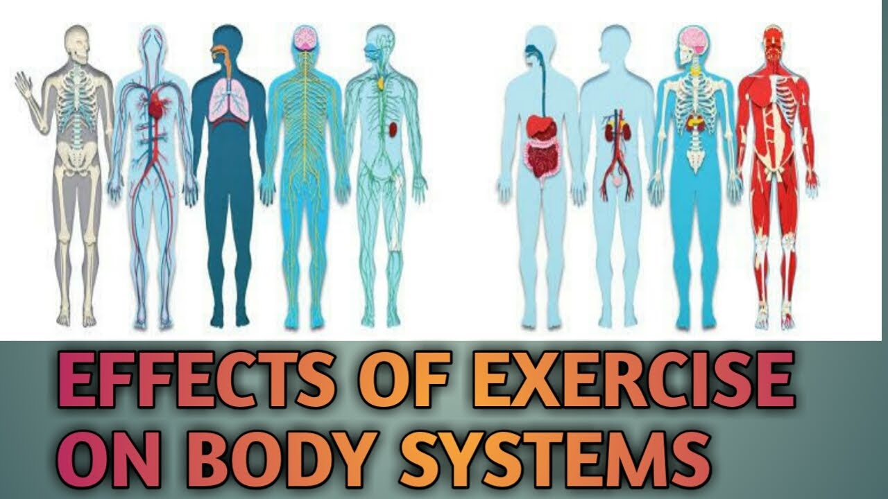 Effects of Exercise  on Body Systems