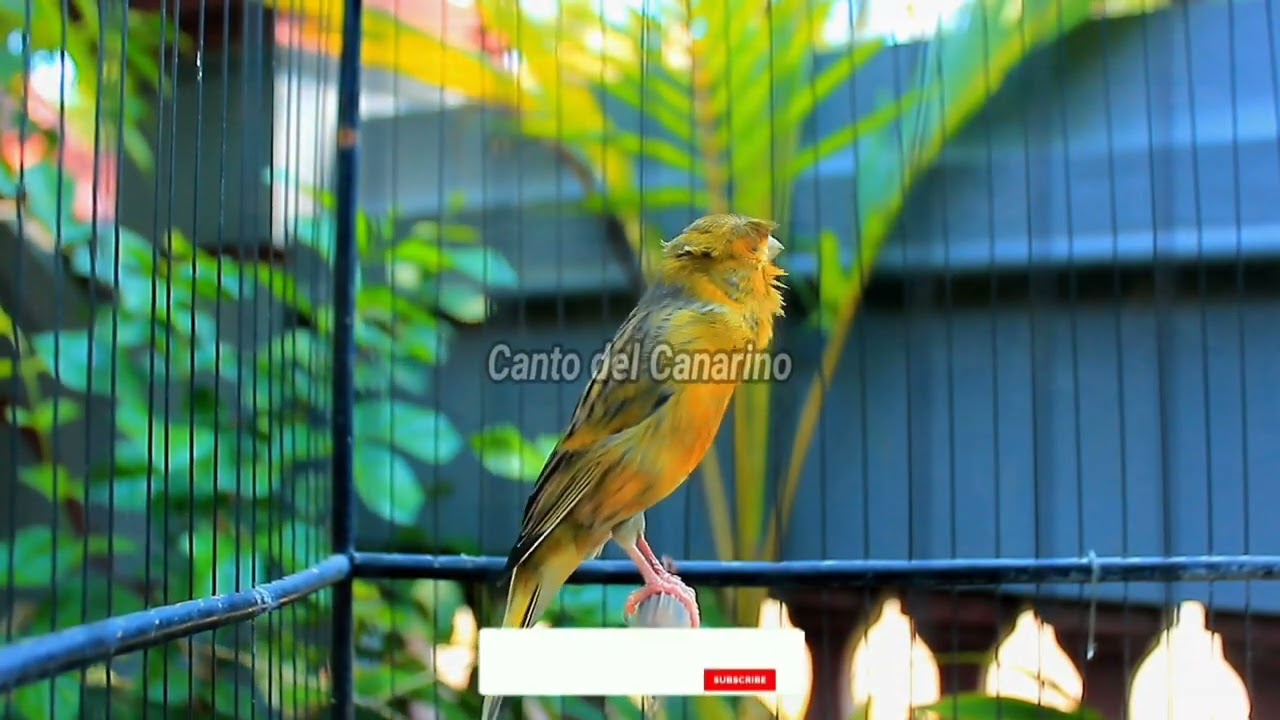 Canto del Canarino Forte e Naturale per Allenamento, Richiamo e Relax 36