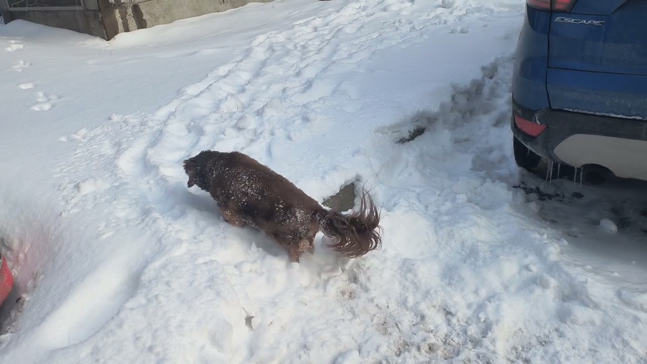 Scooby says it's a good day to roll in the snow