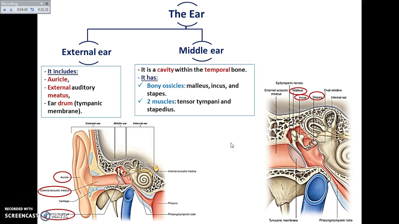 Overview of the Ear - Dr. Ahmed Farid