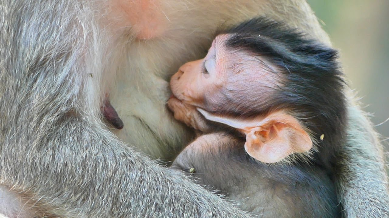 Jolan not wait trying hug mommy drink milk when mama accepted feeding.