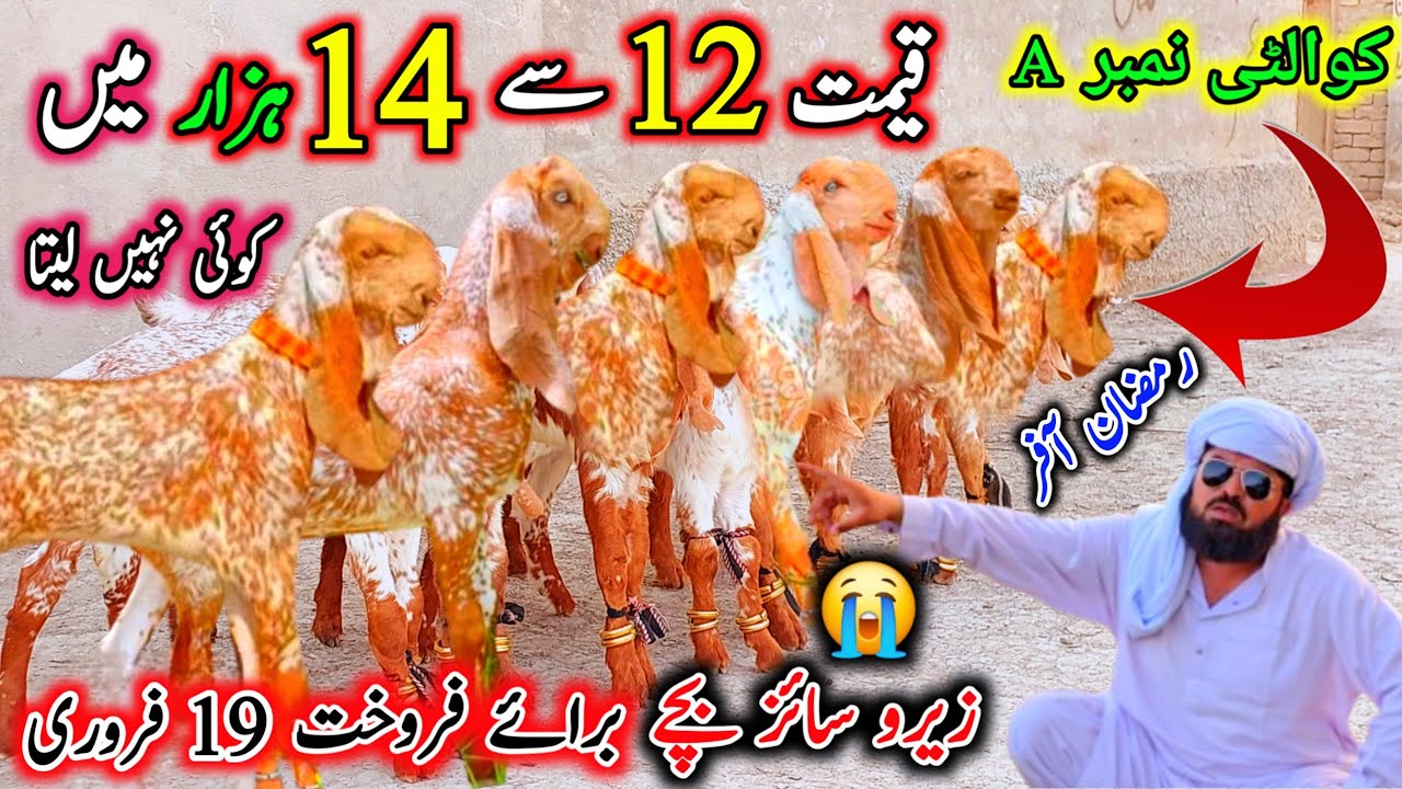 رمضان المبارک کی پہلی آفر قیمت 12 سے 14 ہزار میں February 19, 2026 ویڈیو سچ پہ مبنی ہے 