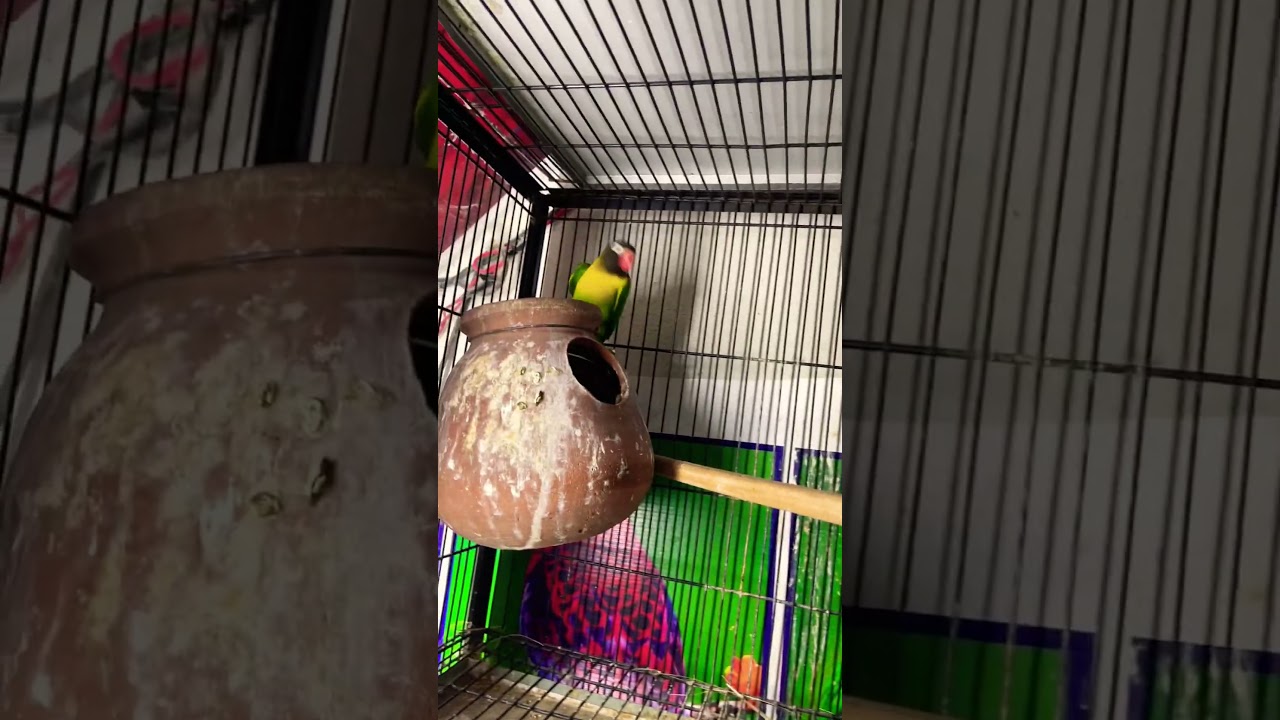 Black mask yellow chest vip #birds