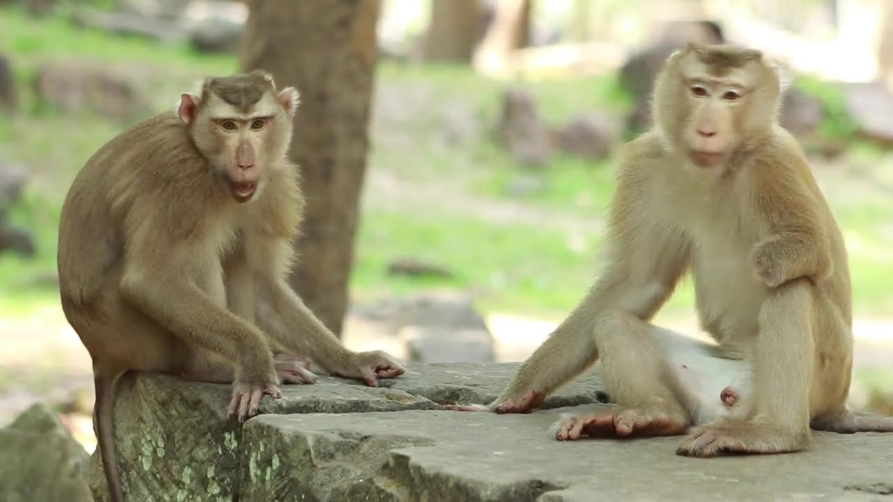 Which One Is Handsome  Pongo And Tom Monkey Pigtail/MA-D.127