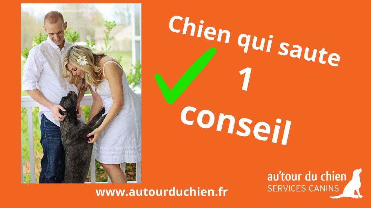 Mon chien saute sur moi | sur les gens | que faire ?