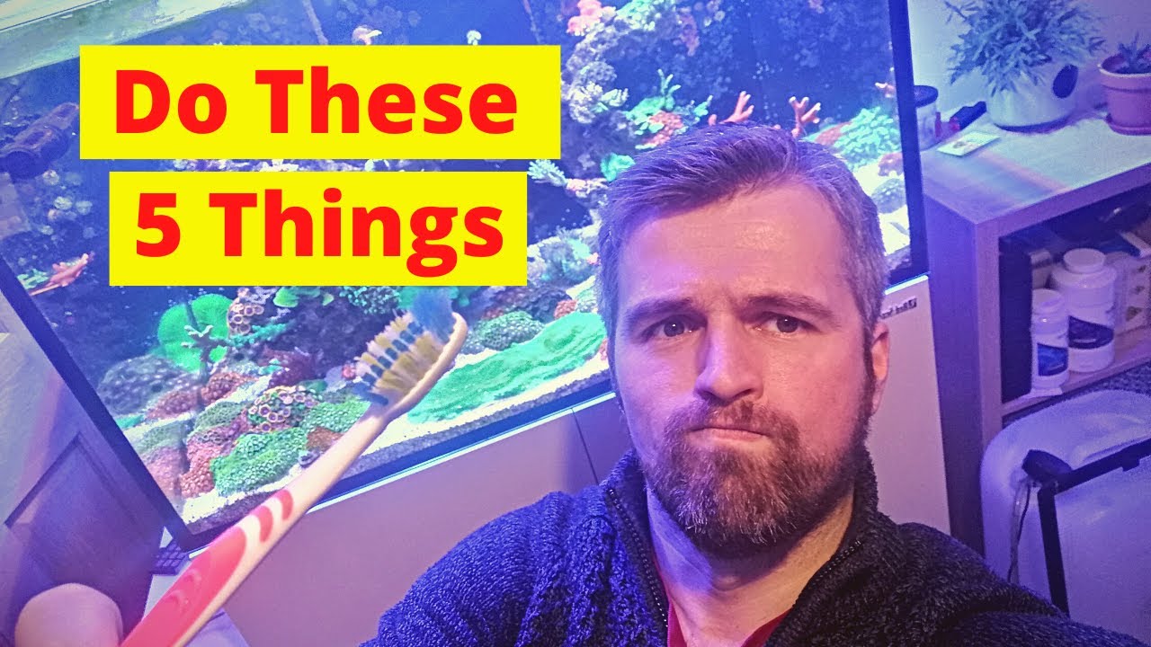 Top 5 tips to ACTUALLY solve algae issues in a reef tank