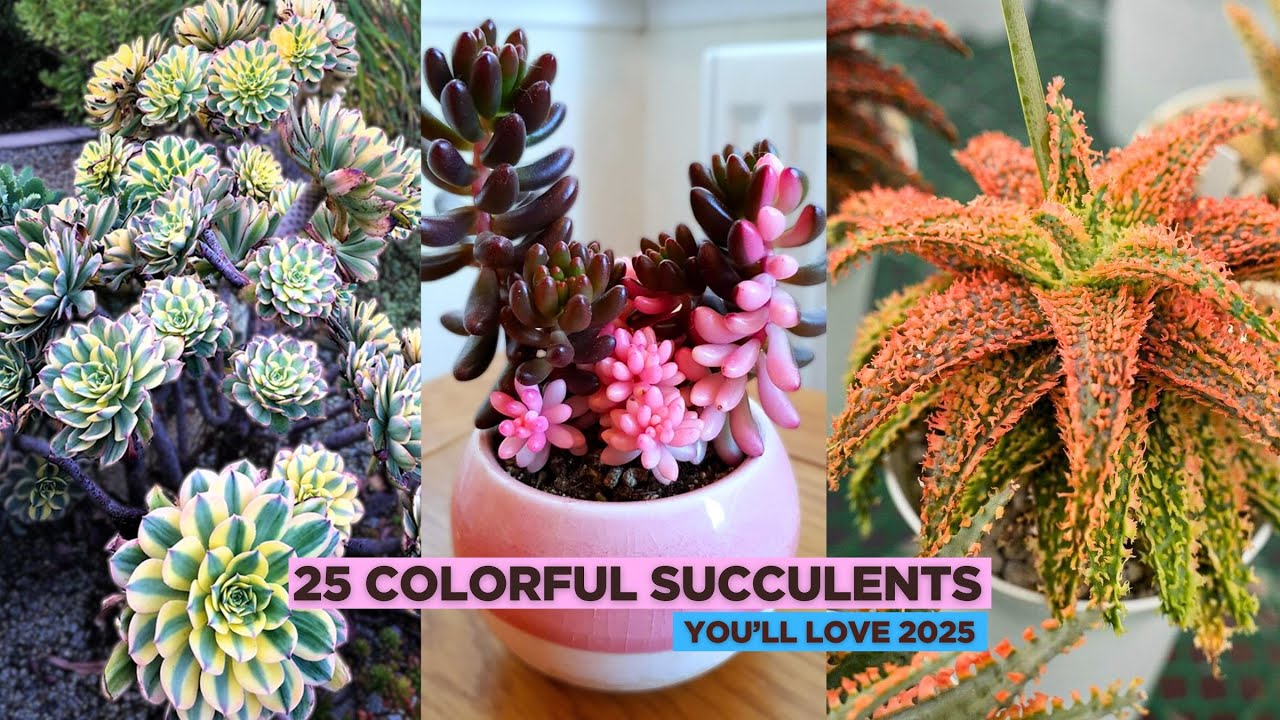 25 Colorful Succulents You’ll Love 2025