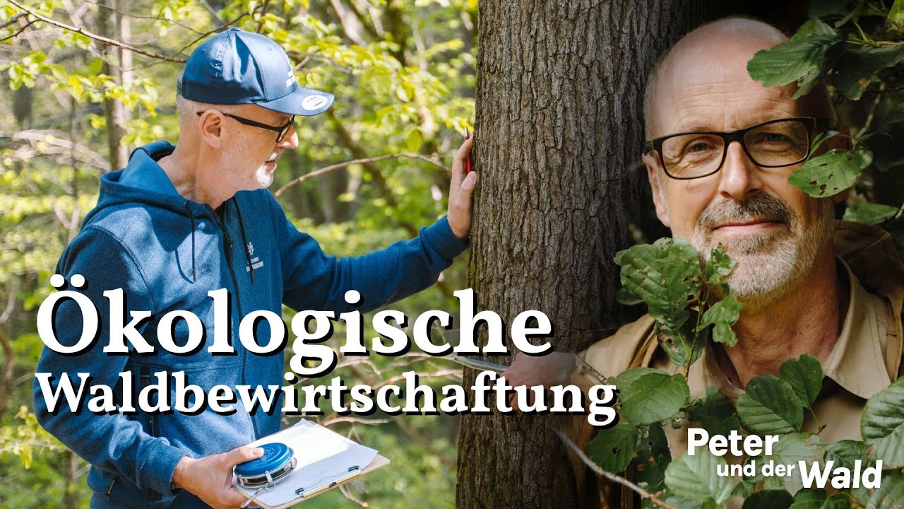 Ökologische Waldbewirtschaftung - Peter und der Wald