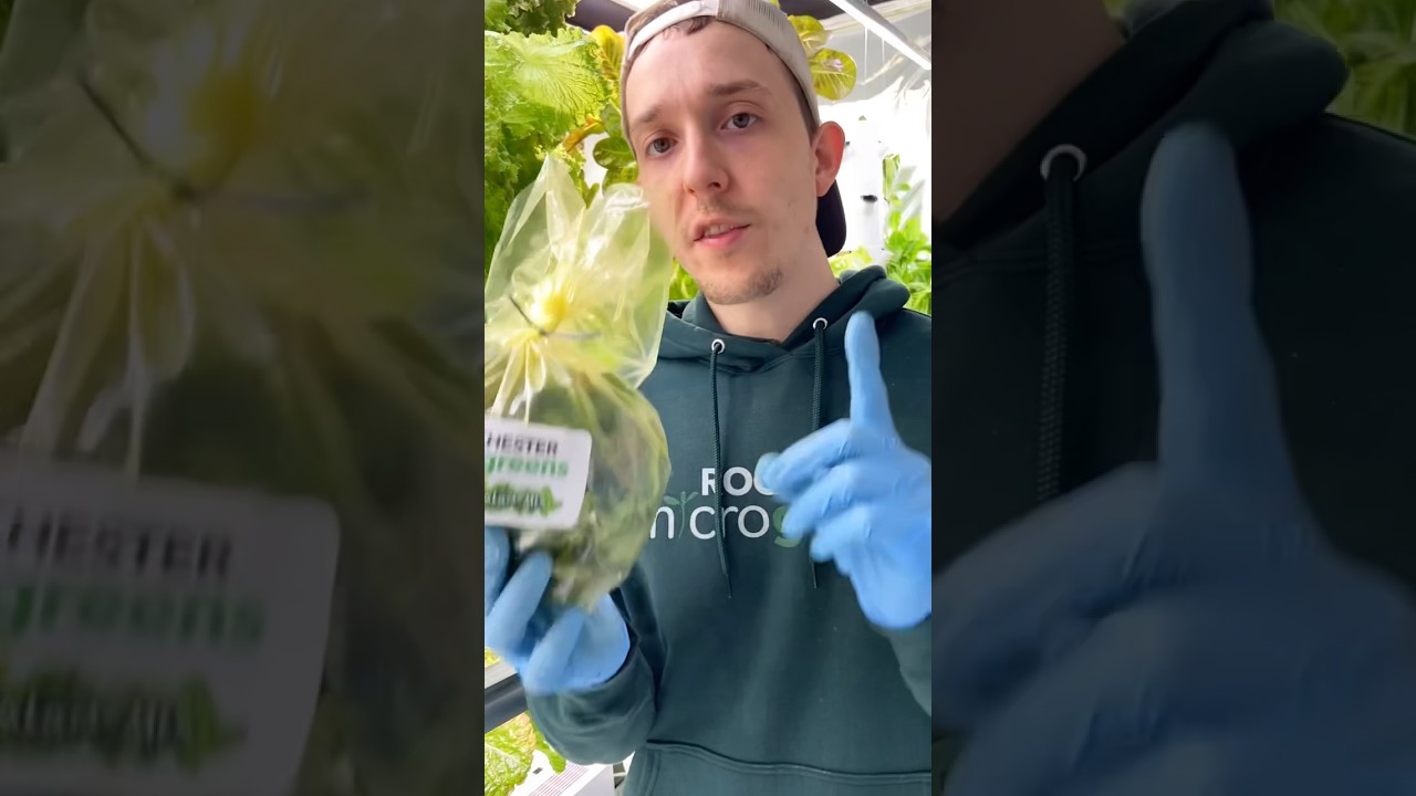 Have you tried #aeroponic lettuce yet? 🤔🥬 #organicfarming #localproduce