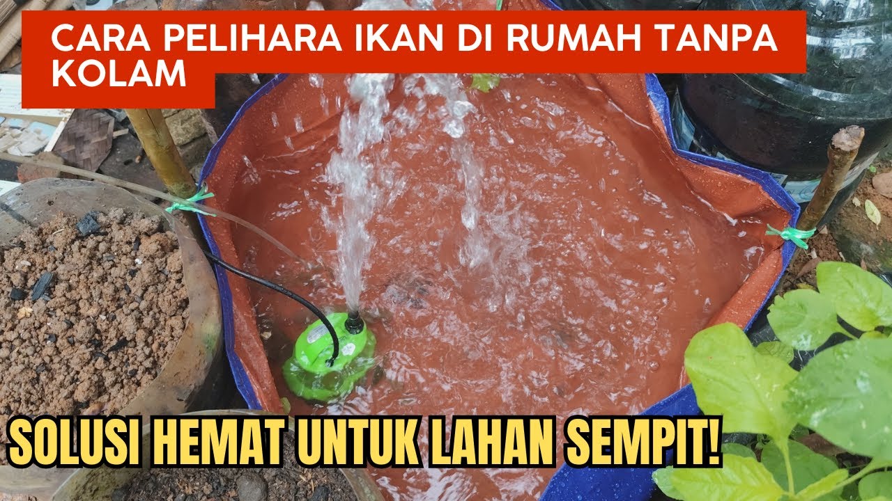 Ajaib! Cara Pelihara Ikan di Rumah Tanpa Kolam, Solusi Hemat untuk Lahan Sempit!