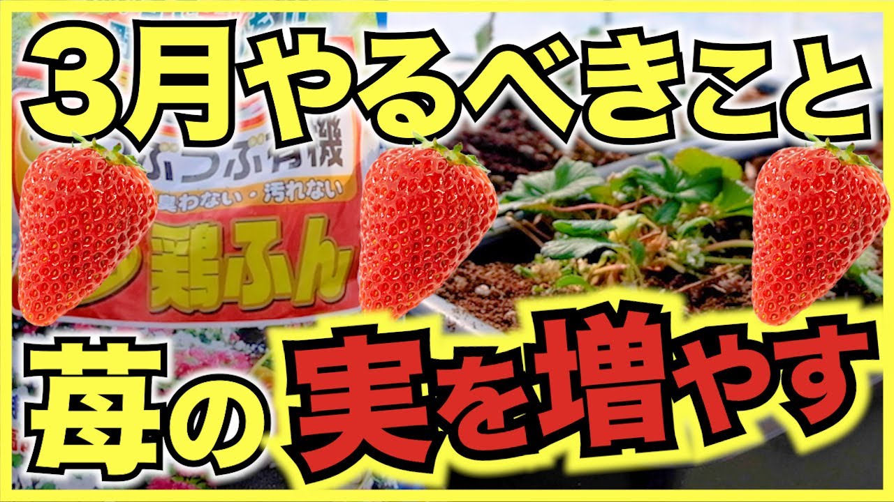 【家庭菜園のイチゴ】3月にやるべきこと,管理方法と注意点【追肥,古い葉を取る,人工授粉】