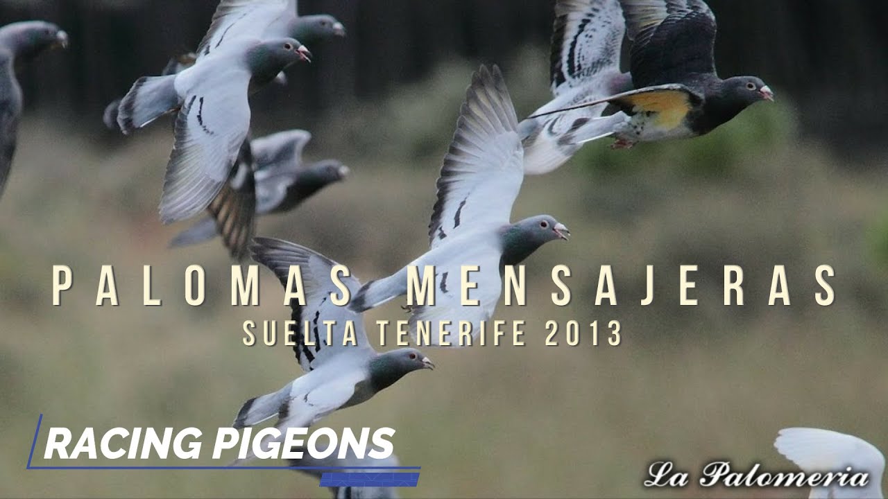 Palomas Mensajeras Suelta Tenerife 2013