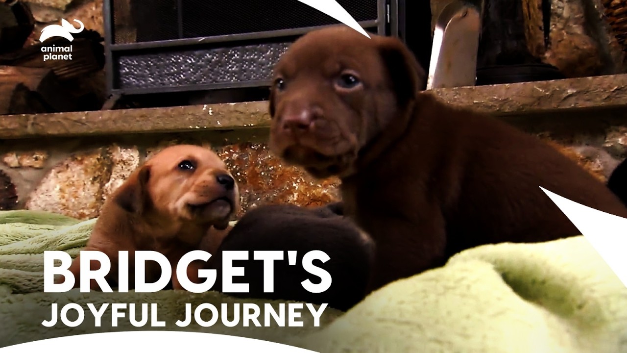 Rescued Lab Mix Found Her Forever Home & Adorable 5-Dog Puppies Journey | Too Cute | Animal Planet