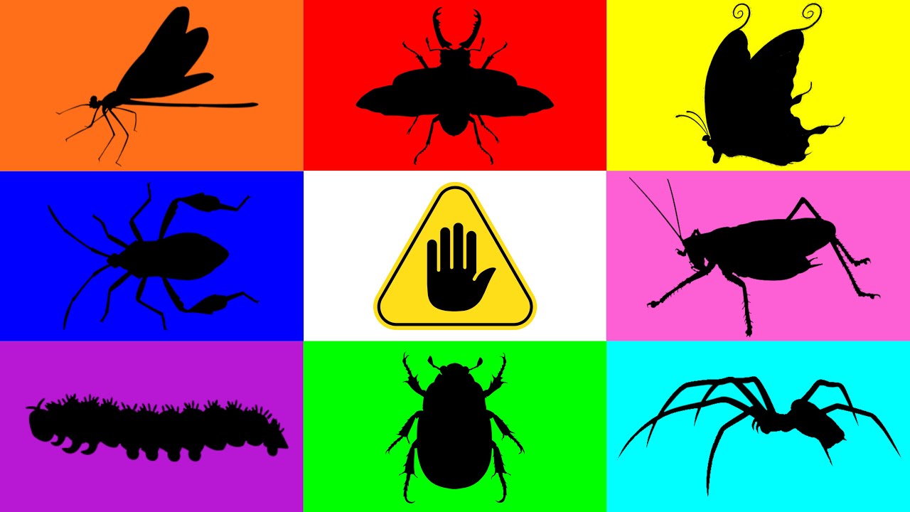 Insect: Dragonfly, Spider, Butterfly, Scarab Beetle, Katydid, Footed Bugs, Stag Beetle, Caterpillar