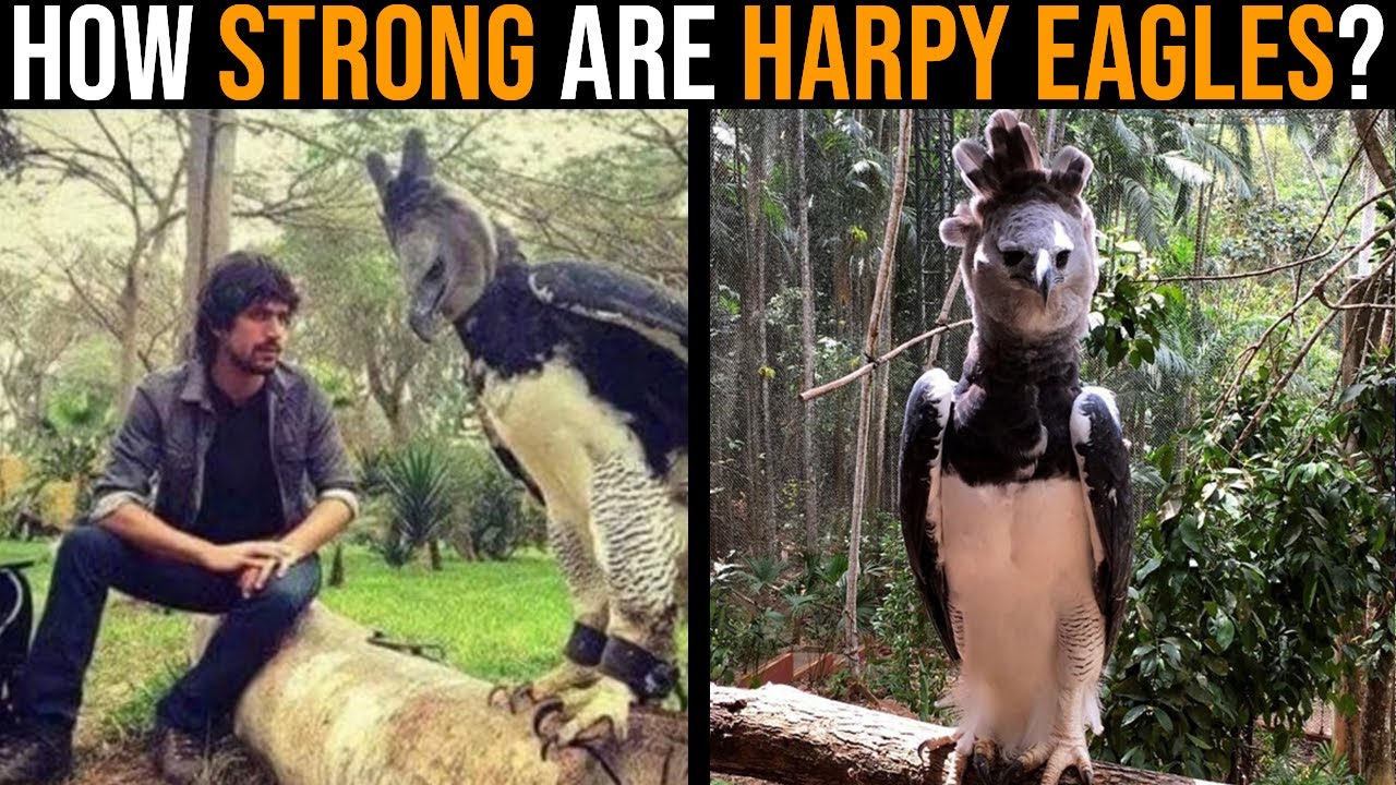How STRONG is a Harpy Eagle?