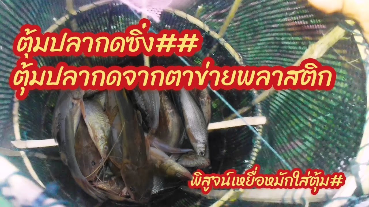 ตุ้มปลากดซิ่งใส่เหยื่อหมักไม่ต้องหาปลวกหามดแดงอีกต่อไป