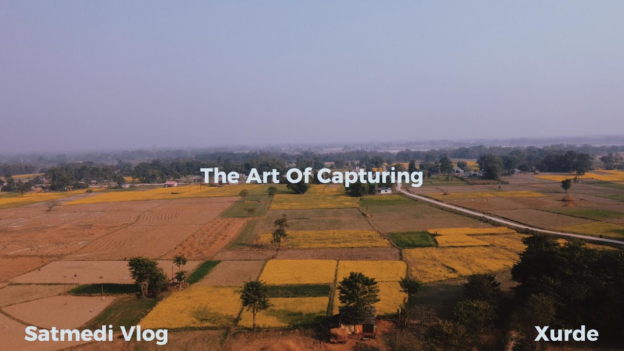 Aerial Views of Golden Mustard Fields | Peaceful Drone Footage🌼