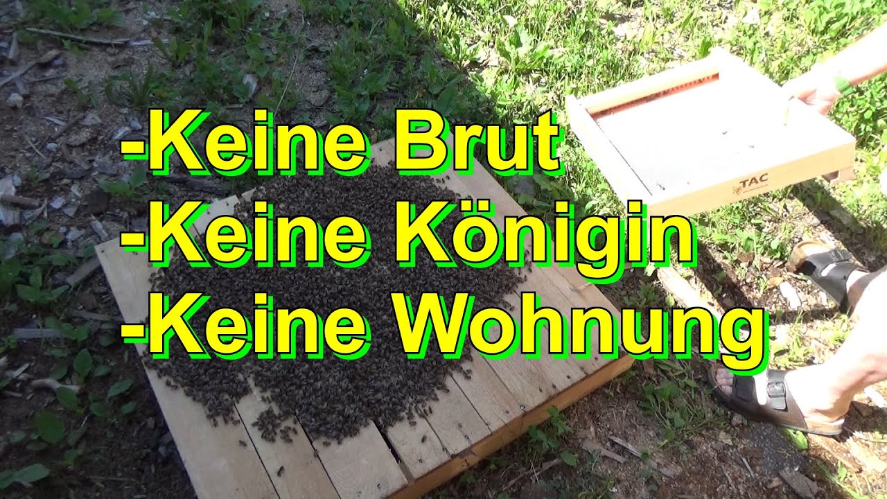 -Keine Brut  -Keine Königin  -Keine Wohnung