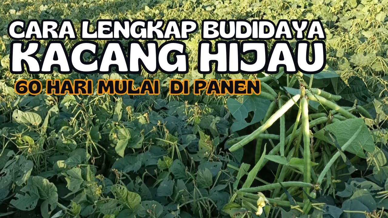 Budidaya Kacang Hijau dari awal hingga akhir