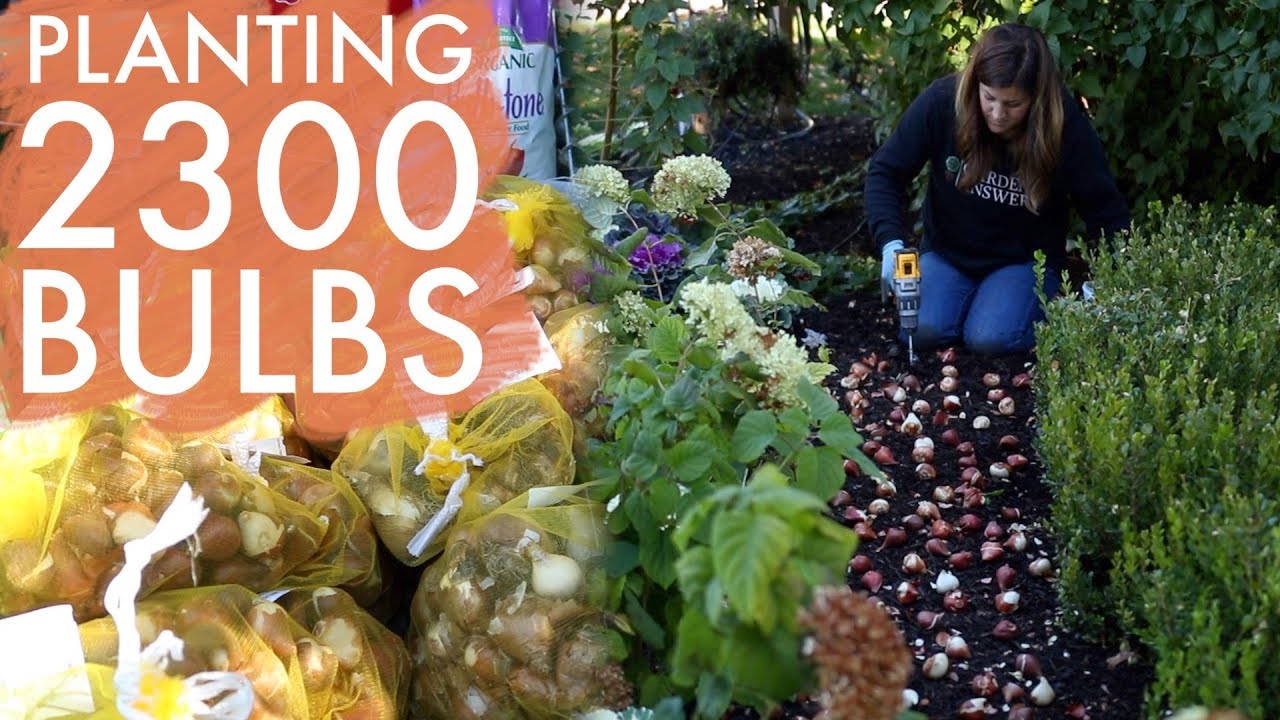 Сажаем 2300 луковиц! 🌷😃🌿 // Garden Answer