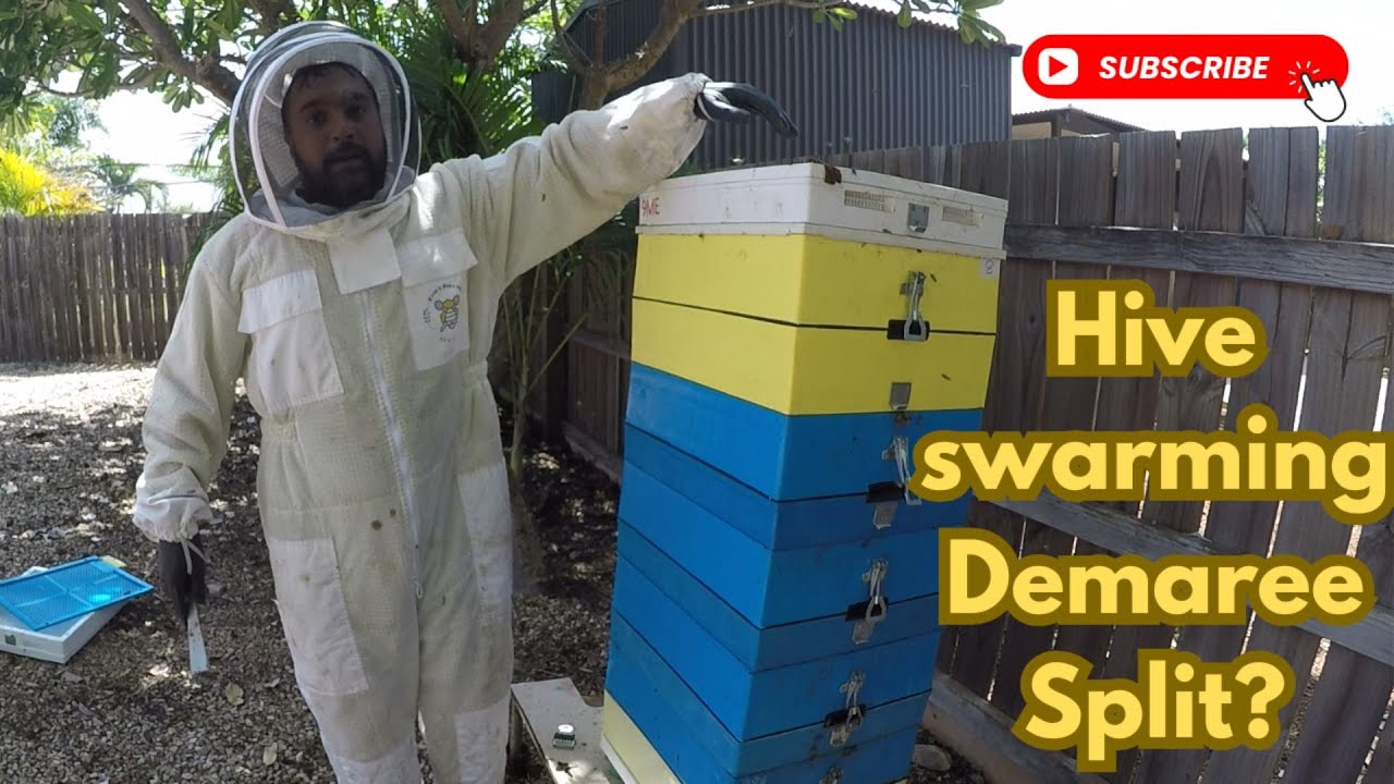 Learning Beekeeping EP03- Preventing a Swarm, Demaree Split? Part-01