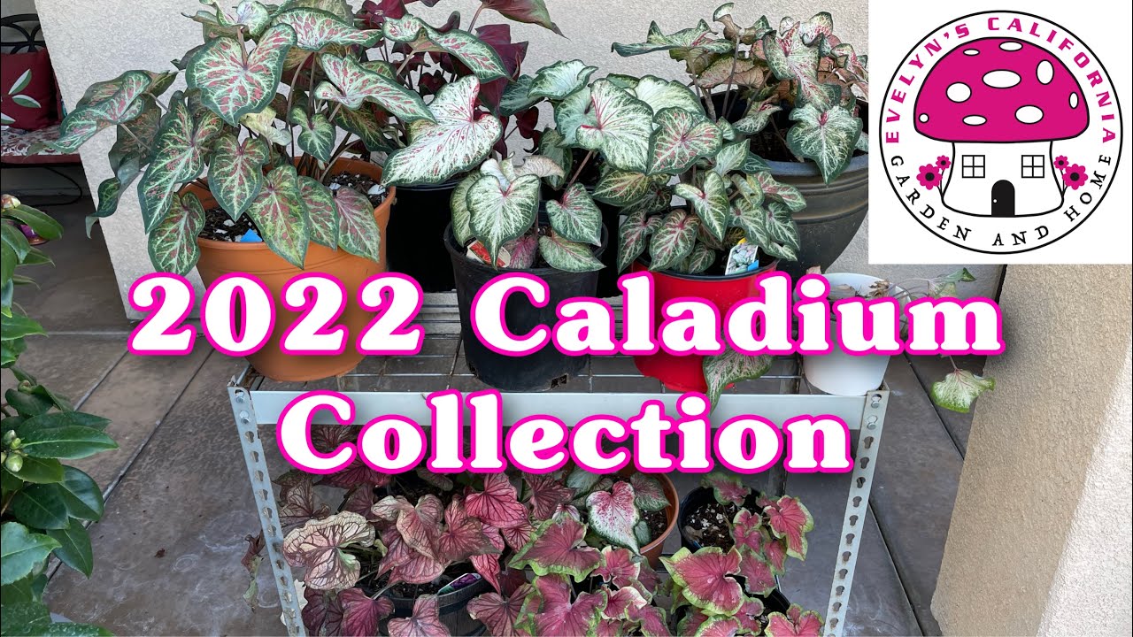 2022 Caladium Collection|#Zone10a