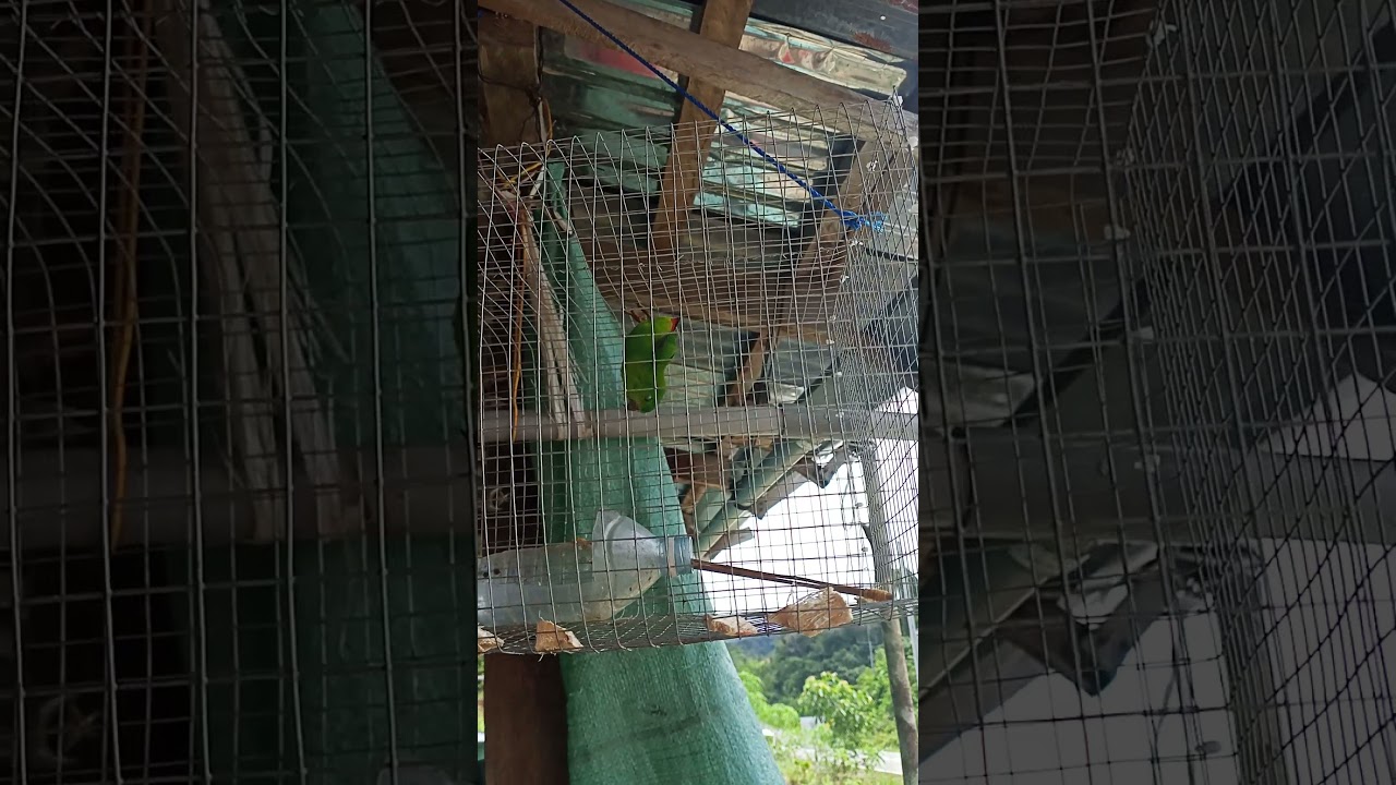 gaya burung entelit / serindit tinduk