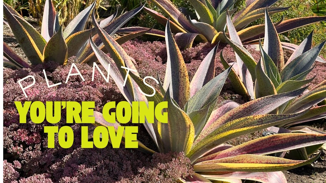 Fun plants (& plant combos) to lust after