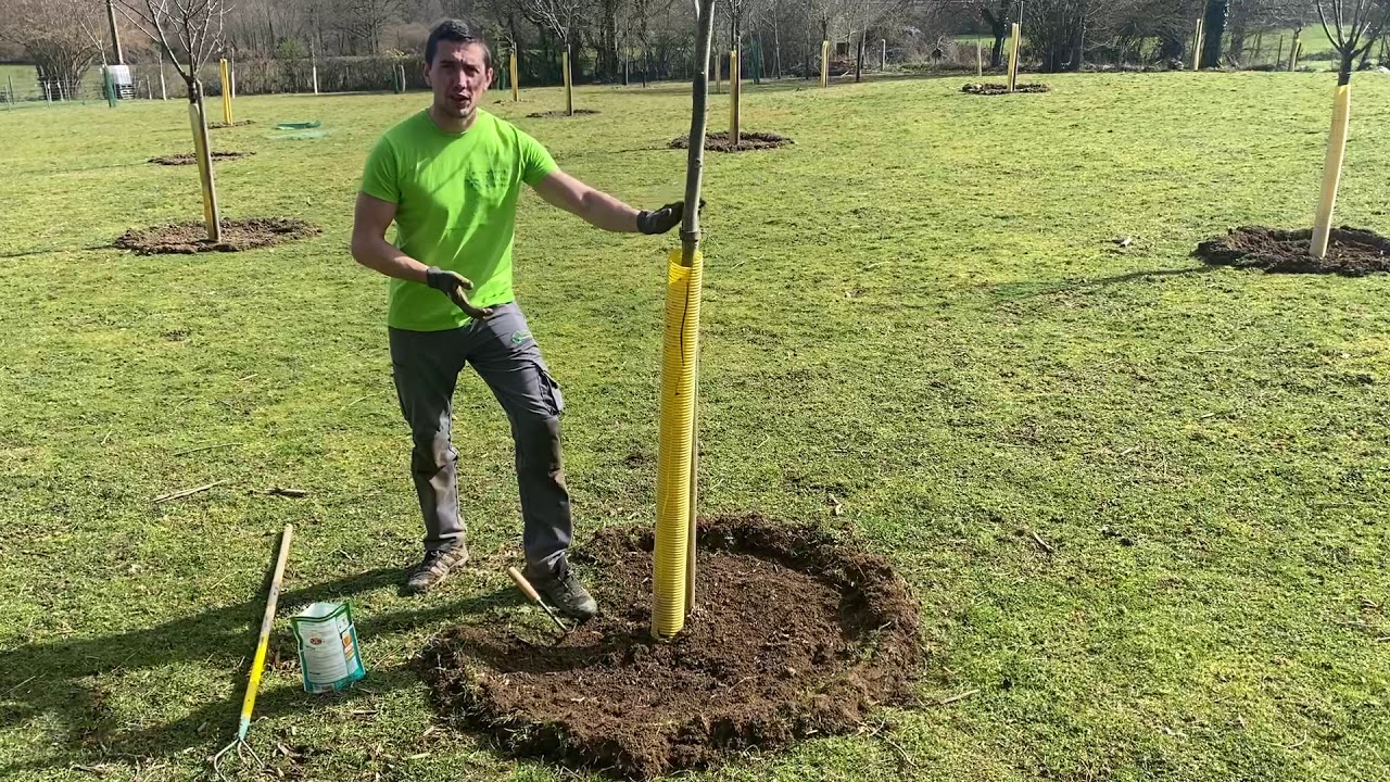 Fertilisation des arbres (mettre de l’engrais aux arbres fruitiers)