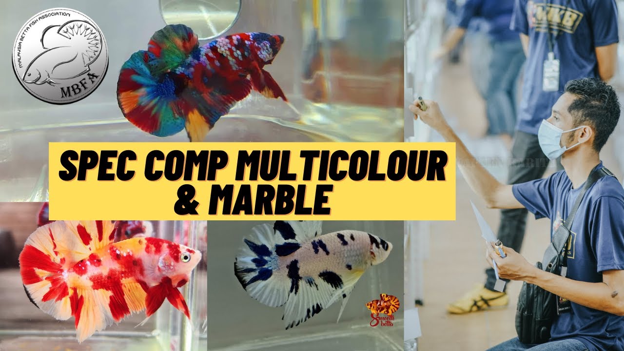 SPEC COMP MULTICOLOUR & MARBLE | MBFA