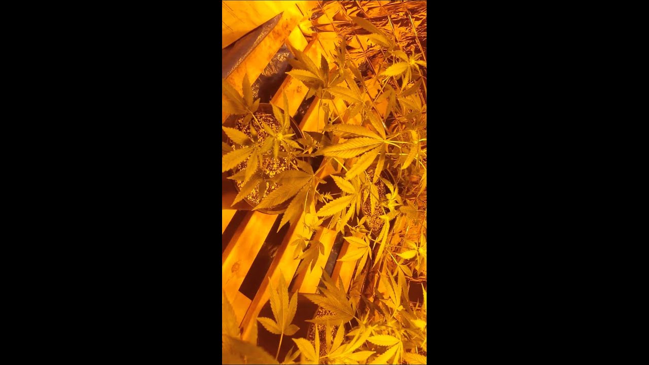 2 weeks into flower