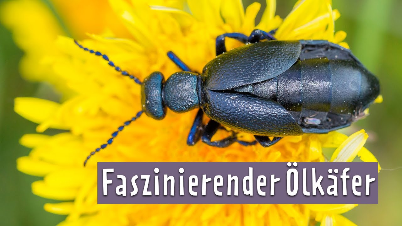 Mehr als nur giftig: Fünf Fakten zum schwarzblauen Ölkäfer | MDR Garten