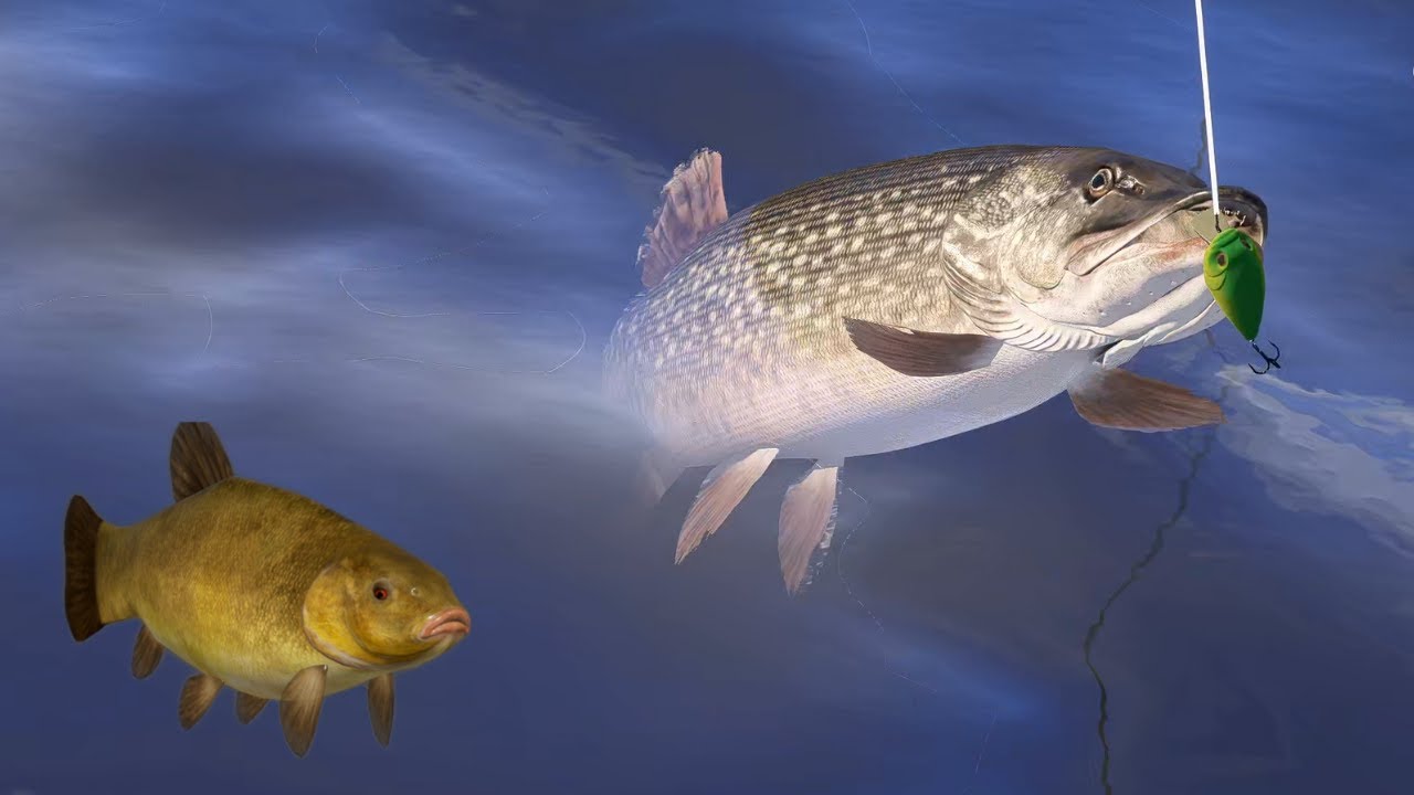 Pike Szczupak Tench Lin  Old burg  (480) | Russian Fishing 4