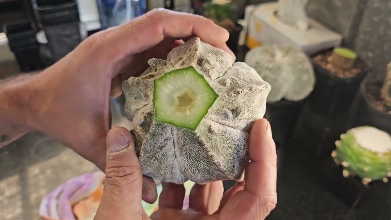 How to De-Graft Cactus - Turbo edition