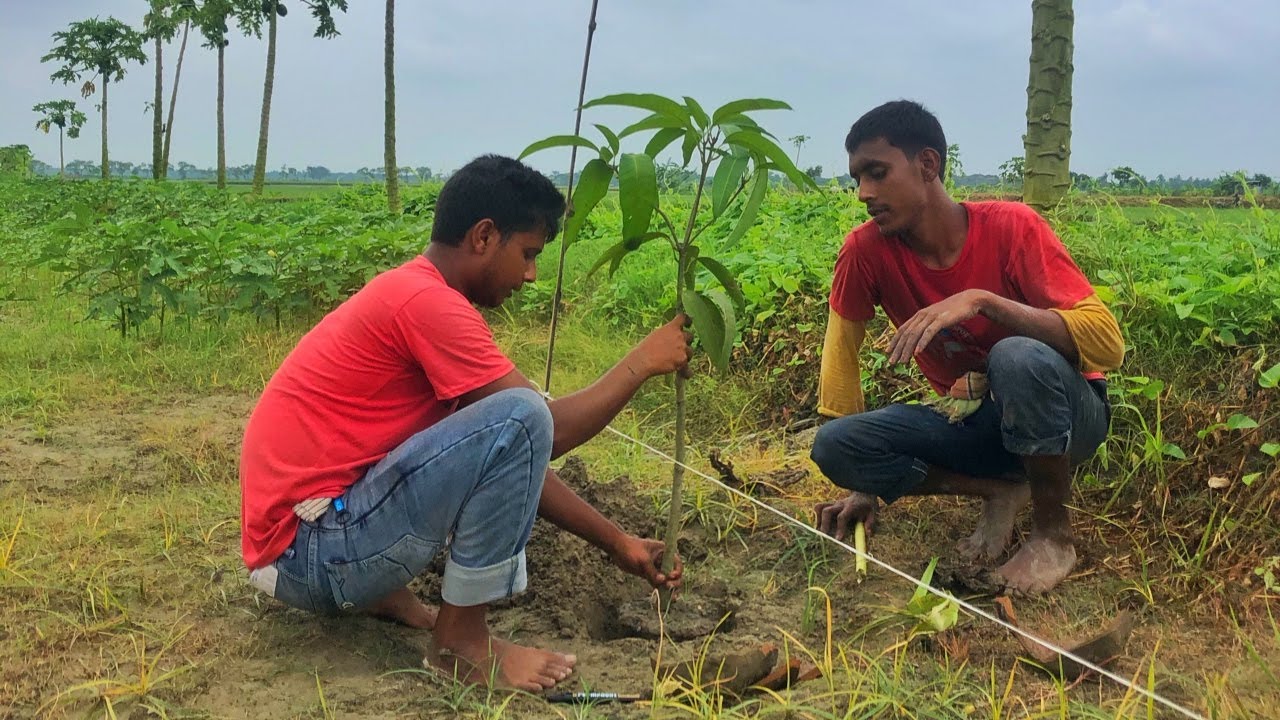 গর্ত তৈরি এবং আম বাগান করার সঠিক পদ্ধতি A টু Z || বাগান করার পূর্বে এই ভিডিও অবশ্যই দেখবেন ॥