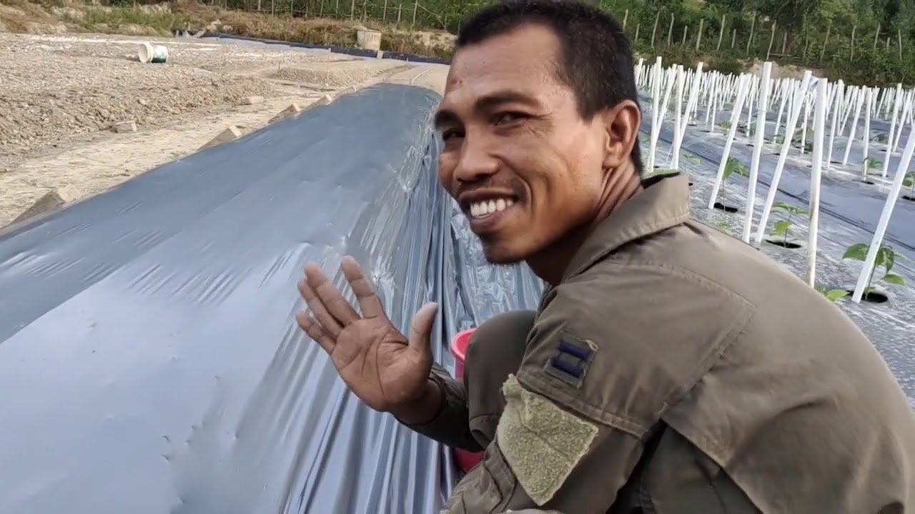 30) Cara Pasang Plastik Silvershine, Tebuk Lubang Tanam dan Pancang PVC