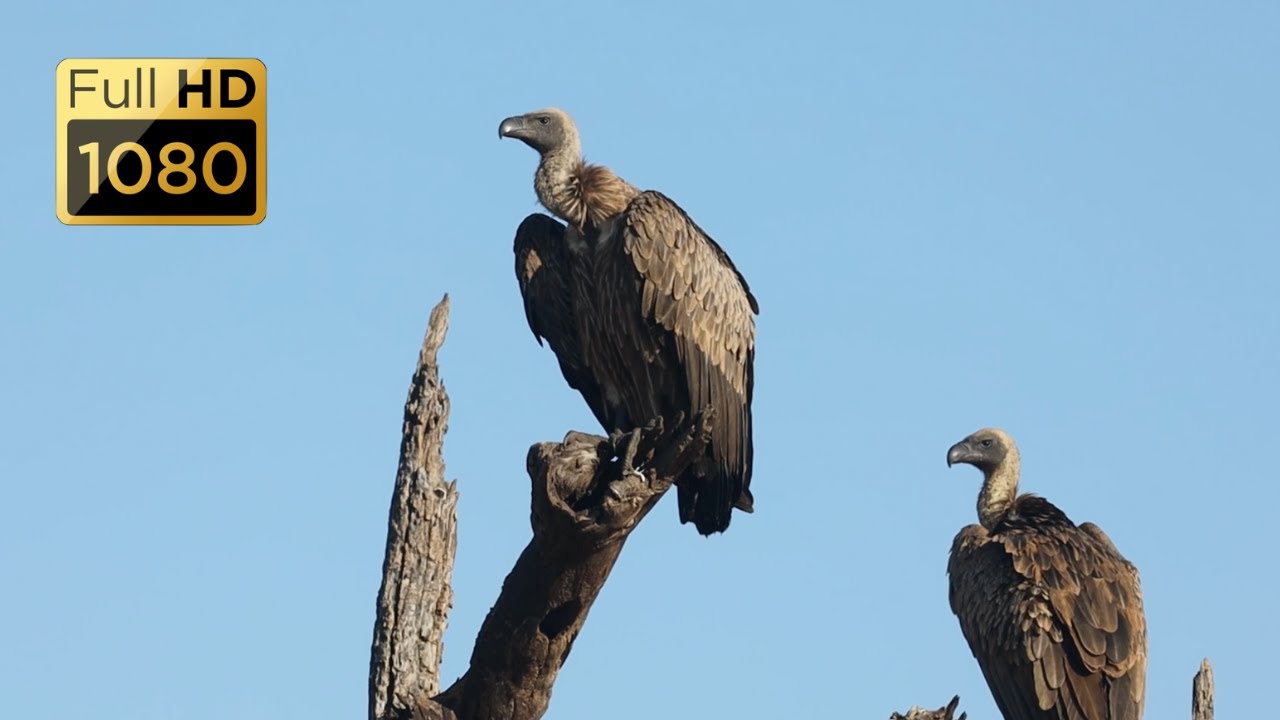 Birds of Kruger National Park Part 3