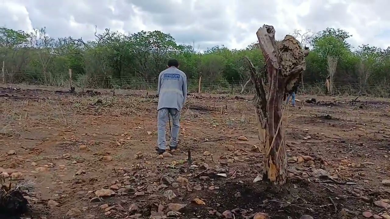 Plantando mais milho 🌽 nova maneira de plantar com a máquina nas pedras 