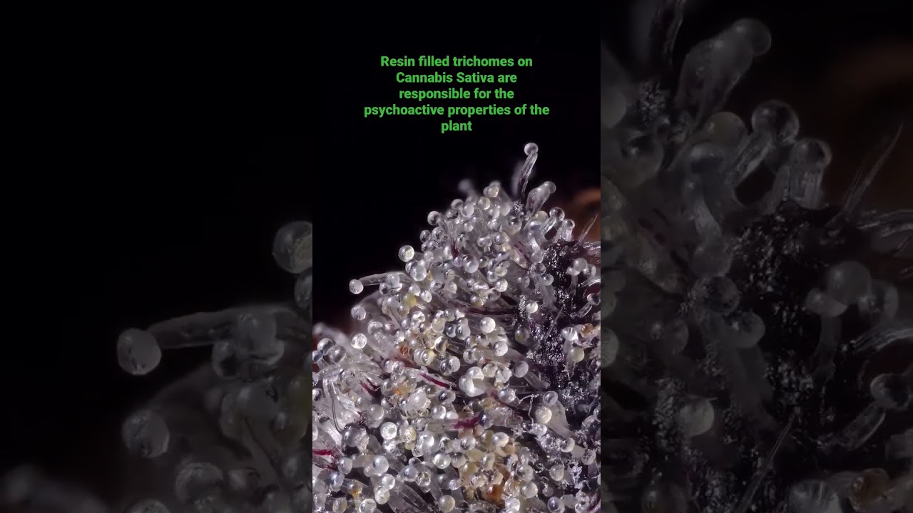 Cannabis Trichomes Filled with Resin!