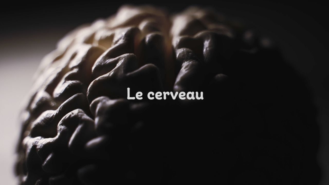 Le cerveau | Masterclass Méditation & impact sur le cerveau avec Steven Laureys