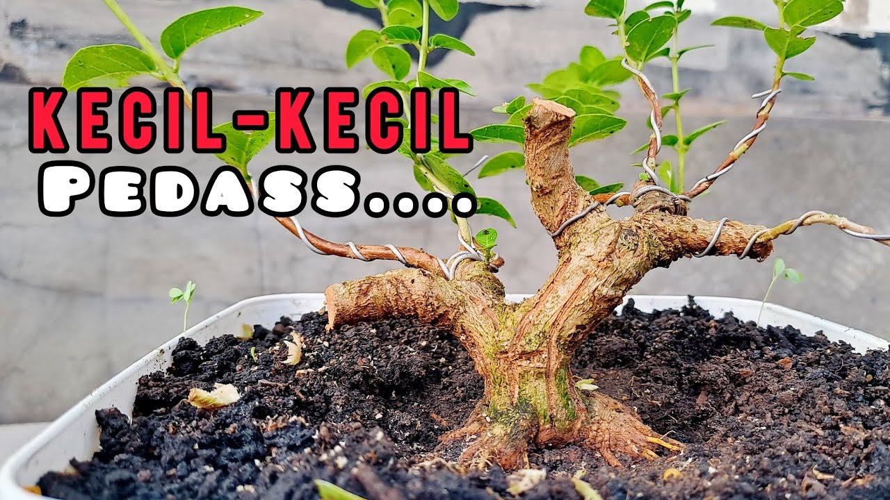 Press percabangan bahan bonsai sancang tahapan.