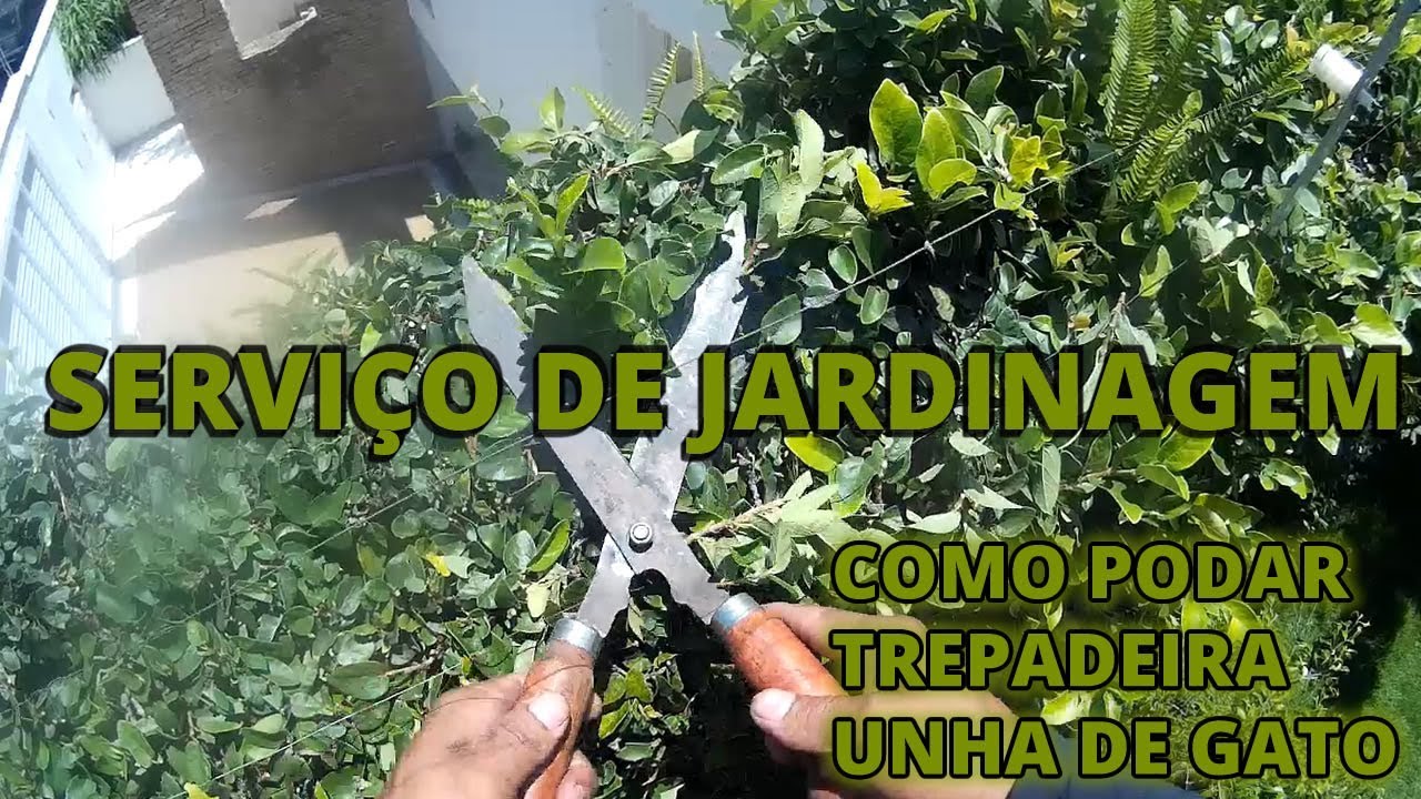 Serviço de jardinagem dica de poda e planta unha de gato